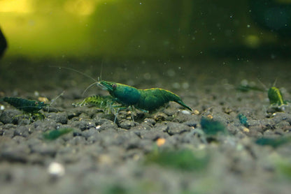 Green Jade Shrimp (Neocaridina davidi “Green Jade”)