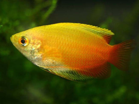 Honey Gold Gourami (Trichogaster chuna)