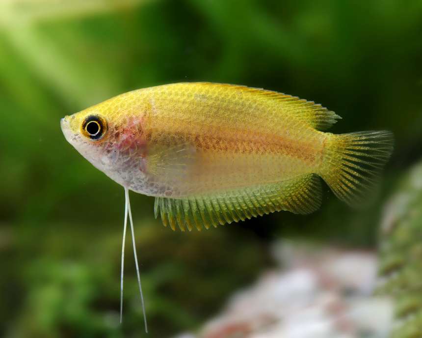 Honey Gold Gourami (Trichogaster chuna)