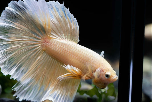 Halfmoon Platinum Gold  Betta (Betta splendens) – Male