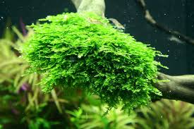 Christmas Moss