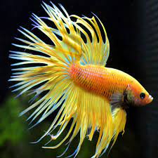 Crowntail Betta (Betta splendens) – Male