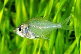 Indian Glassfish Tetra (Parambassis ranga)
