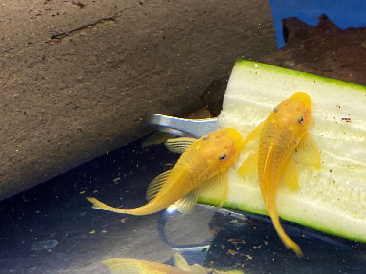 Lemon Blue Eye Bushynose Pleco (Ancistrus sp.)