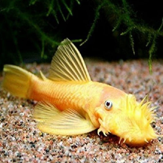 Lemon Blue Eye Bushynose Pleco (Ancistrus sp.)
