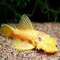 Lemon Blue Eye Bushynose Pleco (Ancistrus sp.)