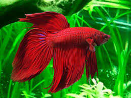 Longfin Betta, Male (Betta splendens)
