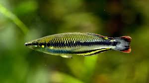Madagascar Rainbowfish (Bedotia geayi)