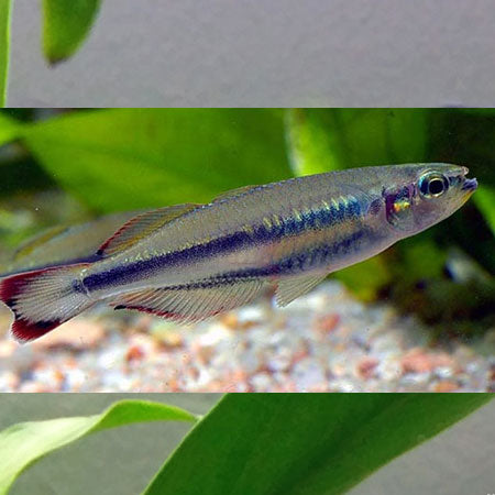 Madagascar Rainbowfish (Bedotia geayi)