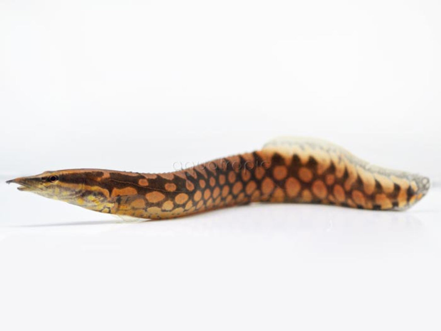 Tire Track Spiny Eel, MED (Mastacembelus armatus)