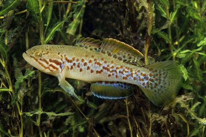 Banded Mogurnda Goby (Mogurnda cingulata)