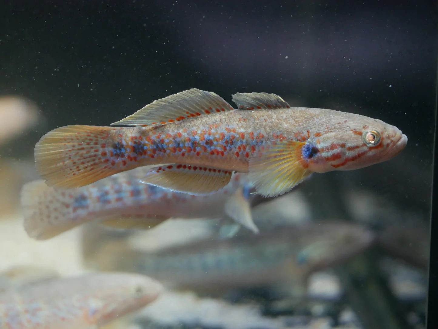 Banded Mogurnda Goby (Mogurnda cingulata)