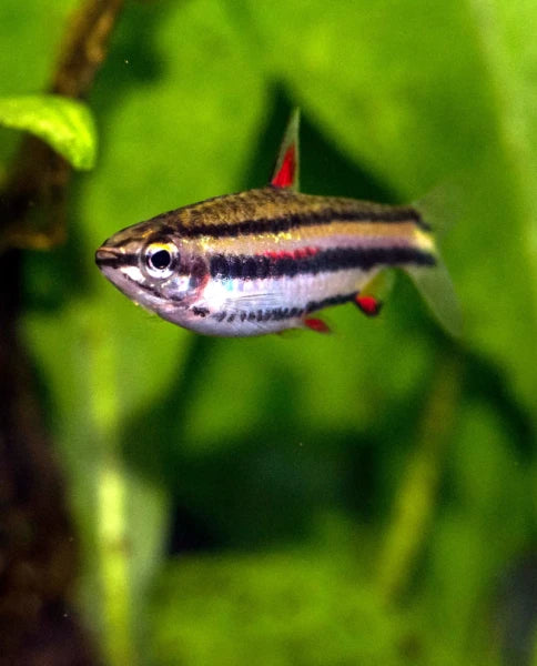 Marginatus Pencilfish Tetra (Nannostomus marginatus)- Live Fish