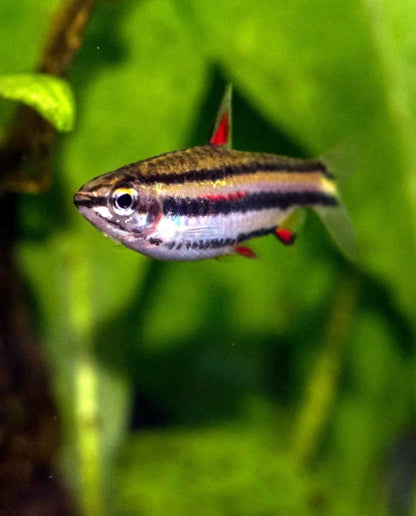 Marginatus Pencilfish Tetra (Nannostomus marginatus)- Live Fish