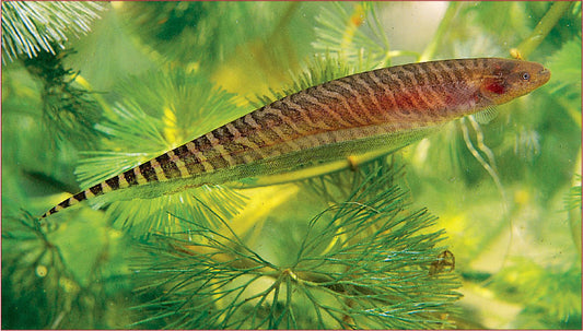 Ossa Knifefish (Sternopygus ossa) - Live Fish