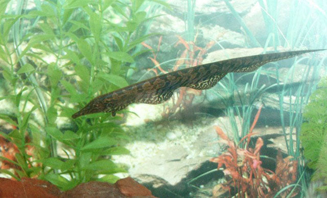Ossa Knifefish (Sternopygus ossa) - Live Fish