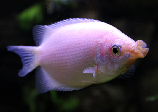 Pink Kisser Gourami (Helostoma temminckii)
