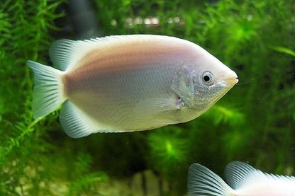 Pink Kisser Gourami (Helostoma temminckii)