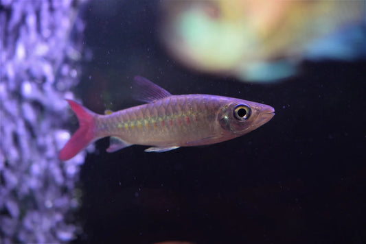 Pinktail Chalceus