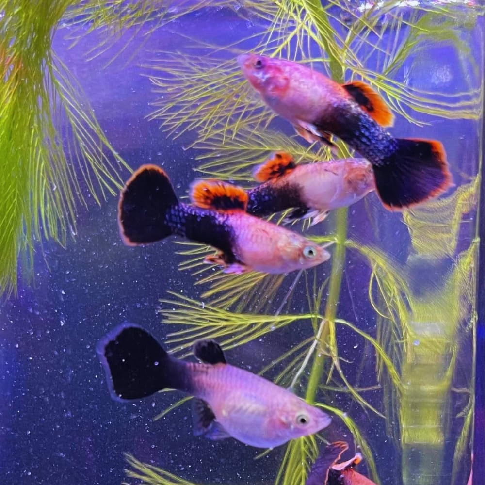Pink Tuxedo Guppy (Poecilia reticulata) - Live Fish