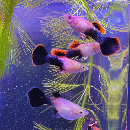 Pink Tuxedo Guppy (Poecilia reticulata) - Live Fish