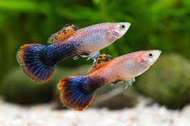 Pink Tuxedo Guppy (Poecilia reticulata) - Live Fish
