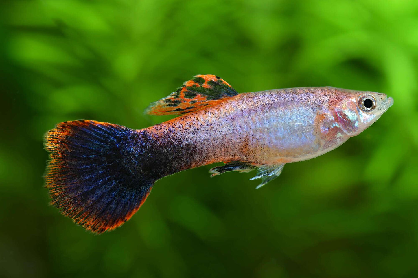 Pink Tuxedo Guppy (Poecilia reticulata) - Live Fish