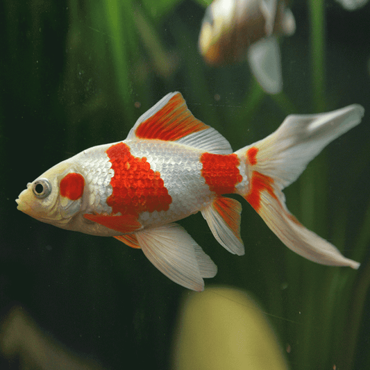 Sarasa Comet Goldfish (Carassius auratus) - Live Fish