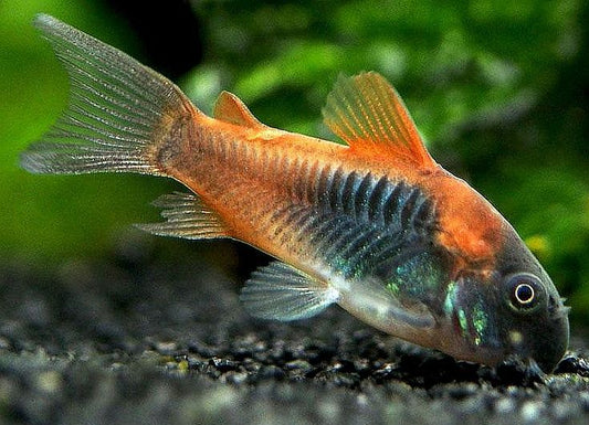 Red Sailfin Venezuelan Corydora (Corydoras aeneus 'Venezuela')- Live Fish