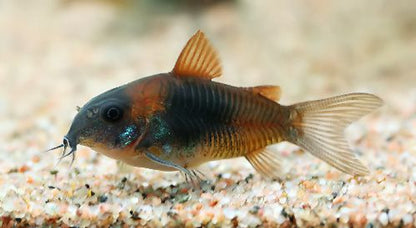 Red Sailfin Venezuelan Corydora (Corydoras aeneus 'Venezuela')- Live Fish