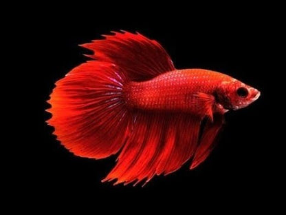 Roundtail Premium Betta (Betta splendens) – Male