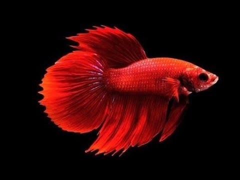 Roundtail Premium Betta (Betta splendens) – Male