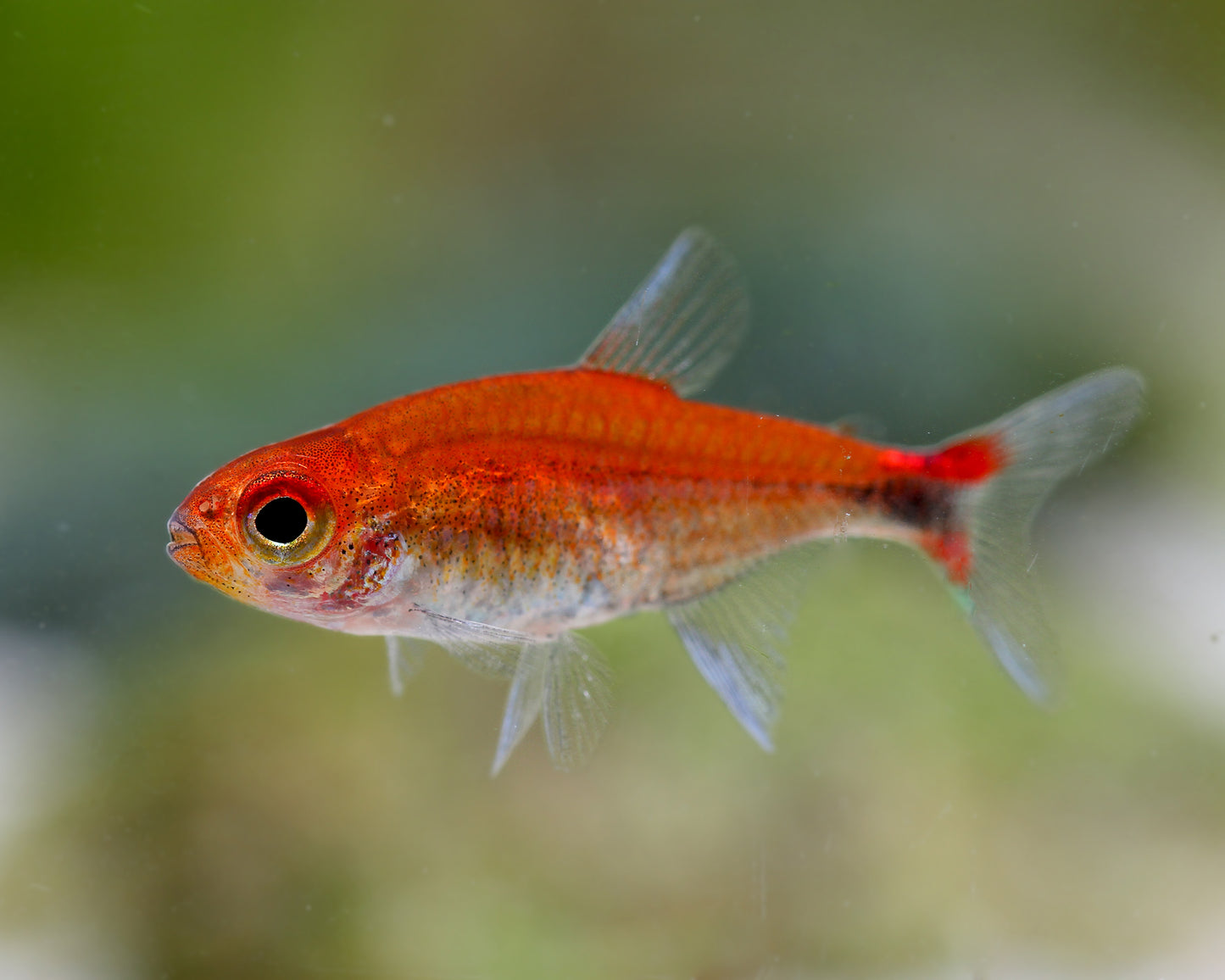 Ruby Tetra (Axelrodia riesei)