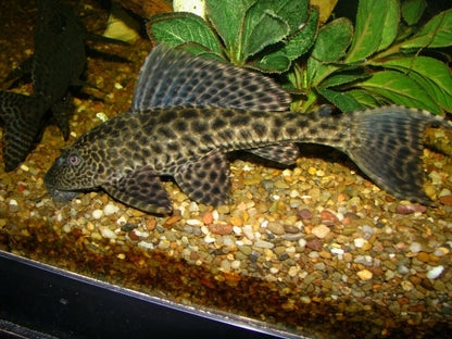 Common Trinidad Plecostomus (Hypostomus plecostomus) - Live Suckerfish