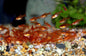 Ember Tetra (Hyphessobrycon amandae) - Live Fish