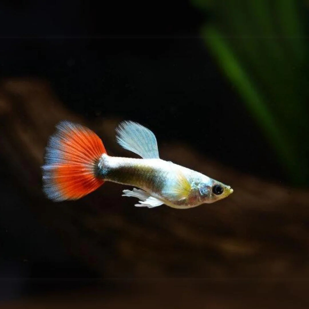Santa Claus Guppy (Poecilia reticulata) - Live Fish