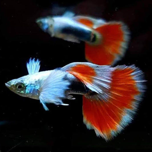 Santa Claus Guppy (Poecilia reticulata) - Live Fish