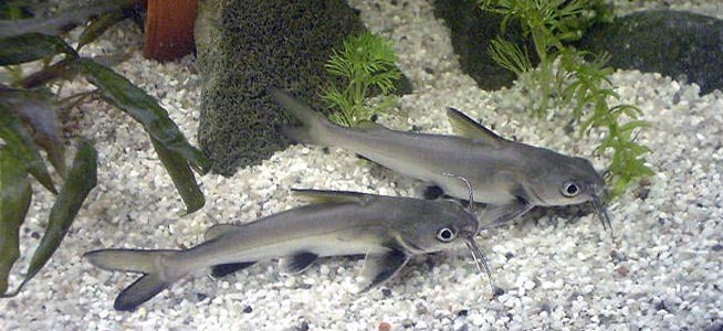 Silver Shark Catfish (Ariopsis seemanni) - Live Fish
