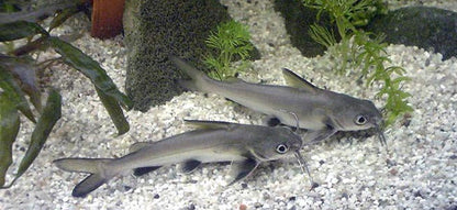 Silver Shark Catfish (Ariopsis seemanni) - Live Fish