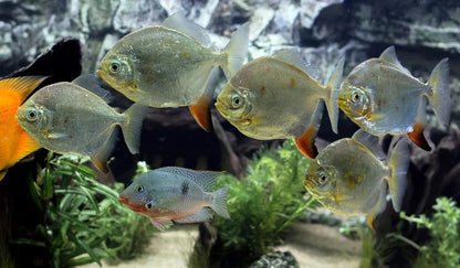 Silver Dollar Fish (Metynnis argenteus) - Live Fish