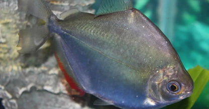 Silver Dollar Fish (Metynnis argenteus) - Live Fish