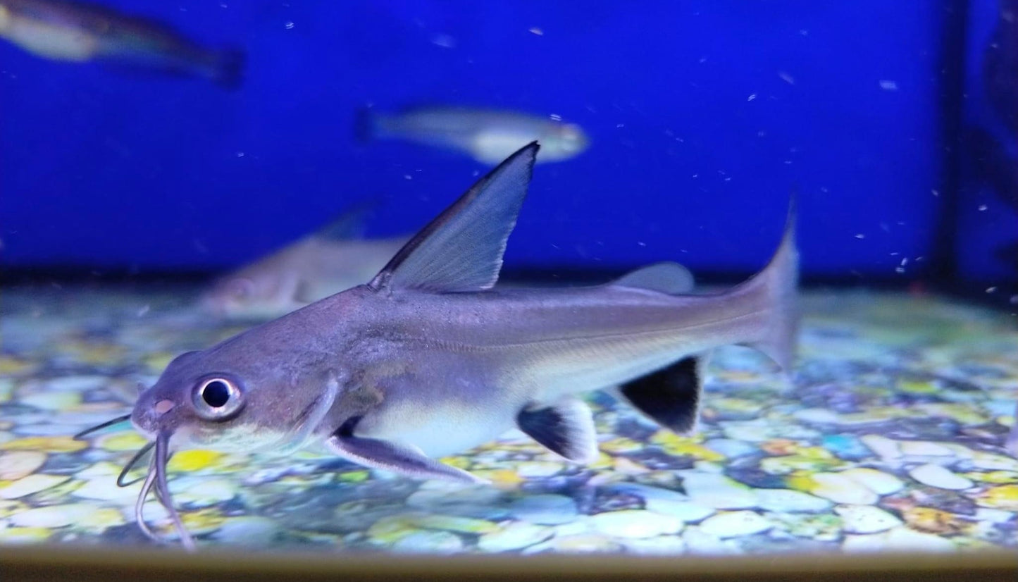 Silver Shark Catfish (Ariopsis seemanni) - Live Fish
