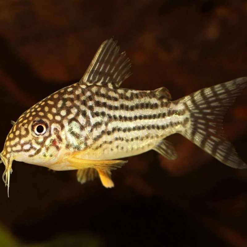 Sterbai Corydoras (Corydoras sterbai) - Live Fish