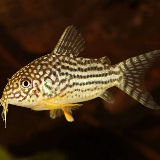 Sterbai Corydoras (Corydoras sterbai) - Live Fish