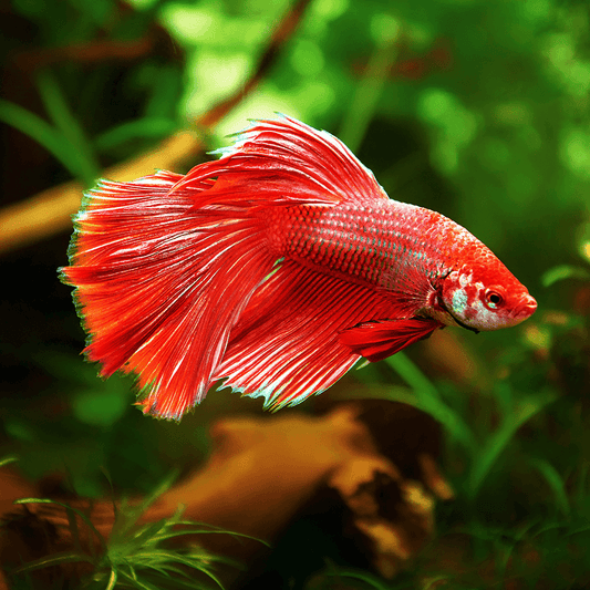 Super Delta Betta (Betta splendens) – Male