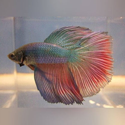 Super Delta Betta (Betta splendens) – Male