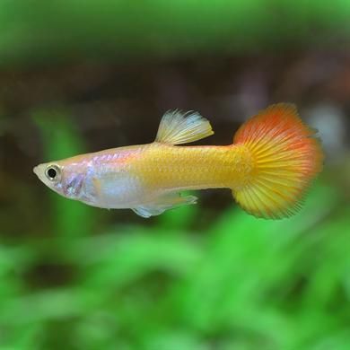 Tequila Sunrise Guppy (Poecilia reticulata) - Live Fish