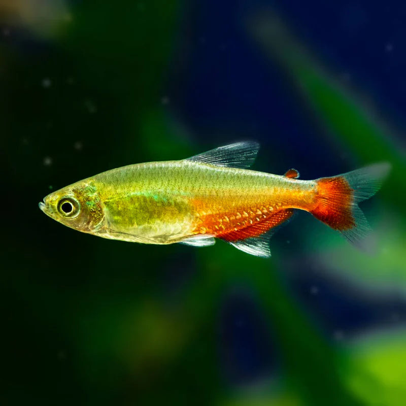 Green Fire Tetra (Aphyocharax rathbuni)- Live Fish