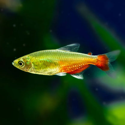 Green Fire Tetra (Aphyocharax rathbuni)- Live Fish