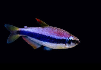 Blue Emperor Tetra (Inpaichthys kerri)- Live Fish